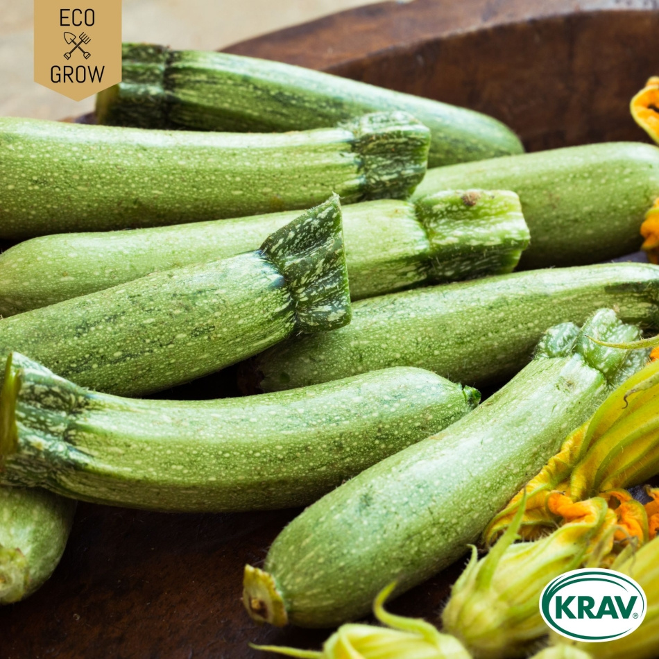 Sommarsquash - Albarello di Sarzana