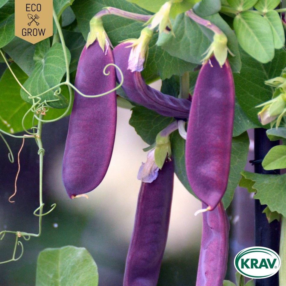 Spritärt - Blauwchokker