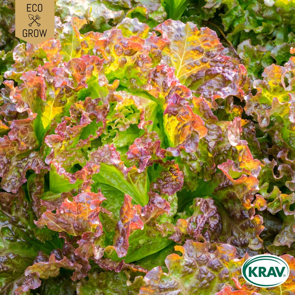 Bataviasallat - Merveille des Quatre Saisons