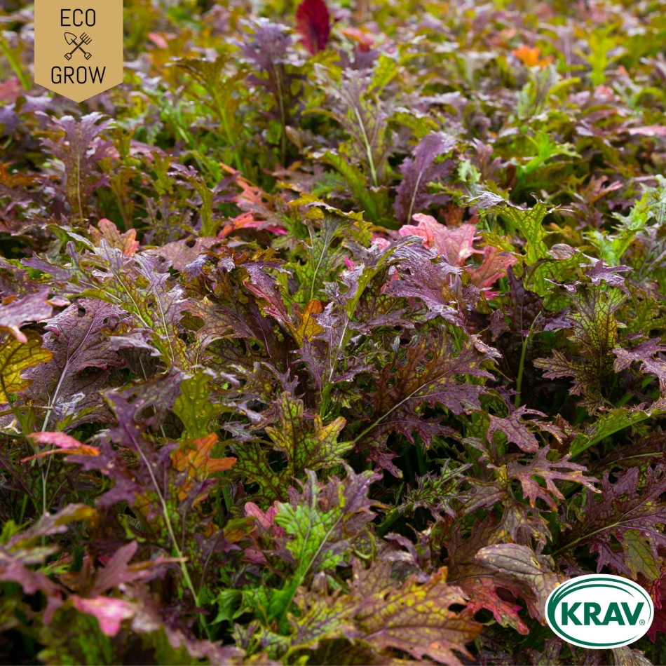 Mizunakål - Red Frills