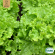 Plocksallat - Green Salad Bowl