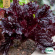 Plocksallat - Red Salad Bowl