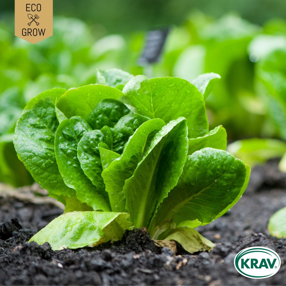 Romansallat - Paris White