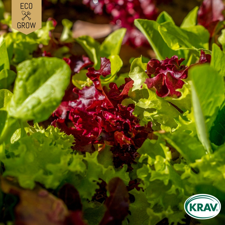 Sallat Mix - Gourmet Baby Leaf Mix