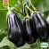 Aubergine - Black Beauty Aubergine - Black Beauty
