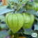 Tomatillo - Purple Tomatillo - Purple