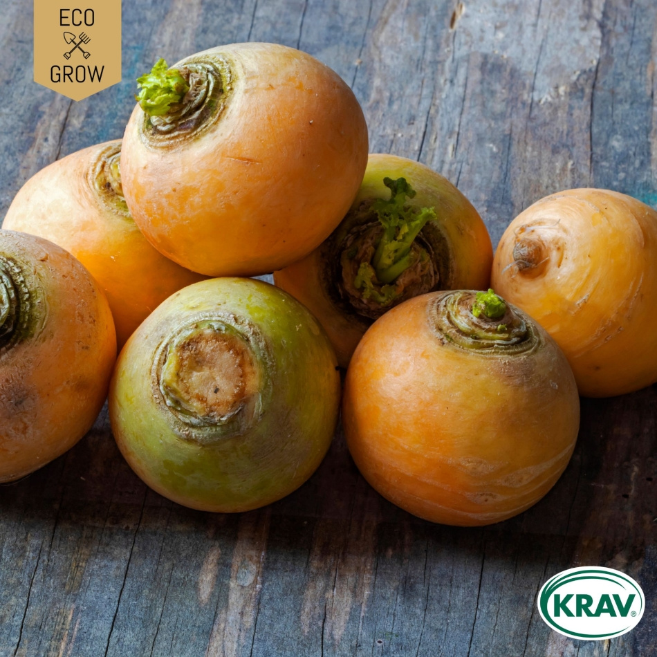 Majrova - Golden Ball