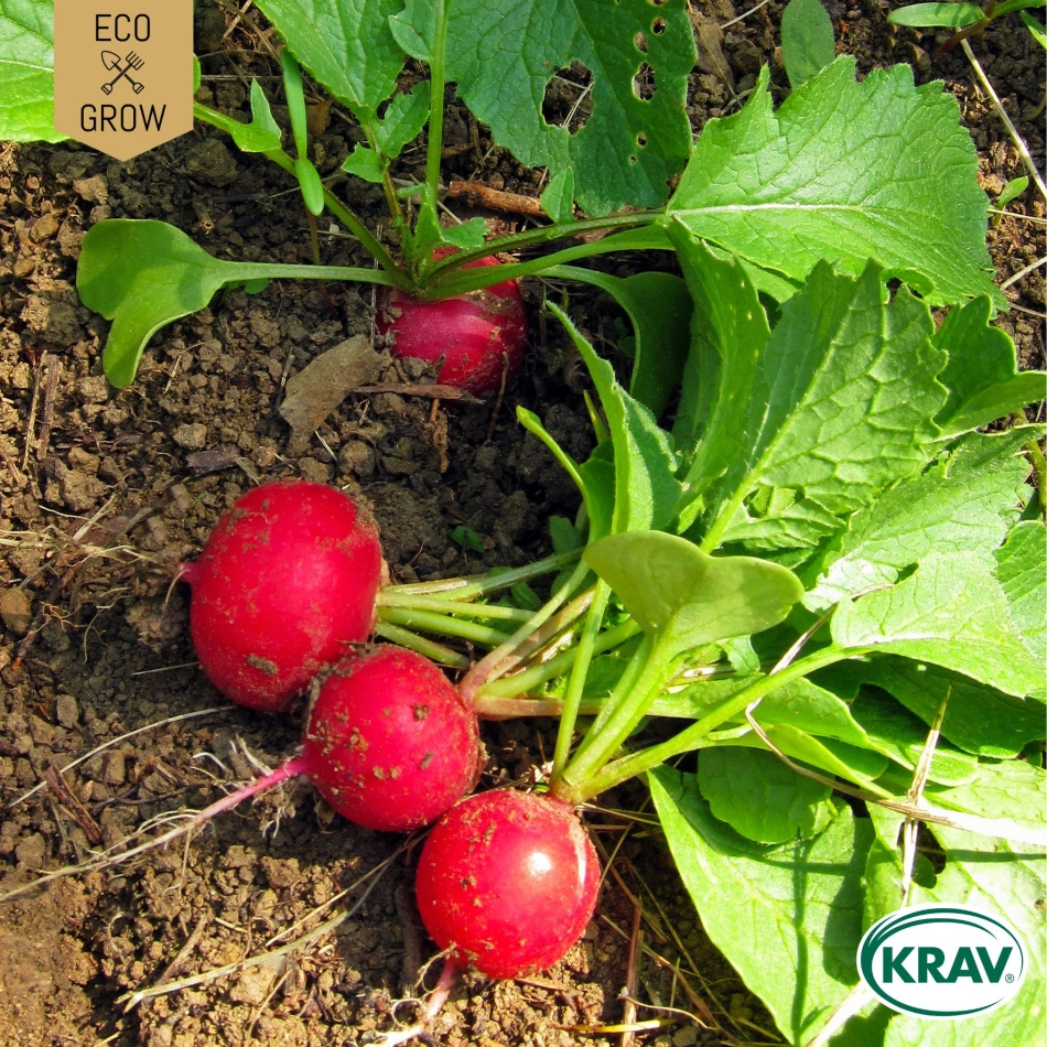 Rädisa - Cherry Belle