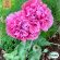 Pionvallmo - Carnation Rose