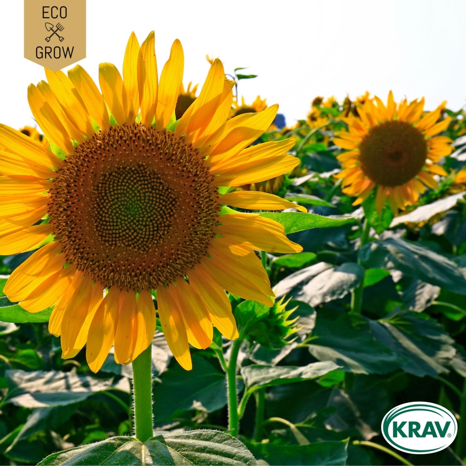 Solros - Giant Yellow