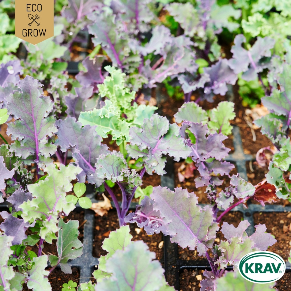 Kruskål Mix - Grönkål, Purpurkål, Svartkål