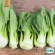 Pak Choi - Bok Choy Green Pak Choi - Bok Choy Green