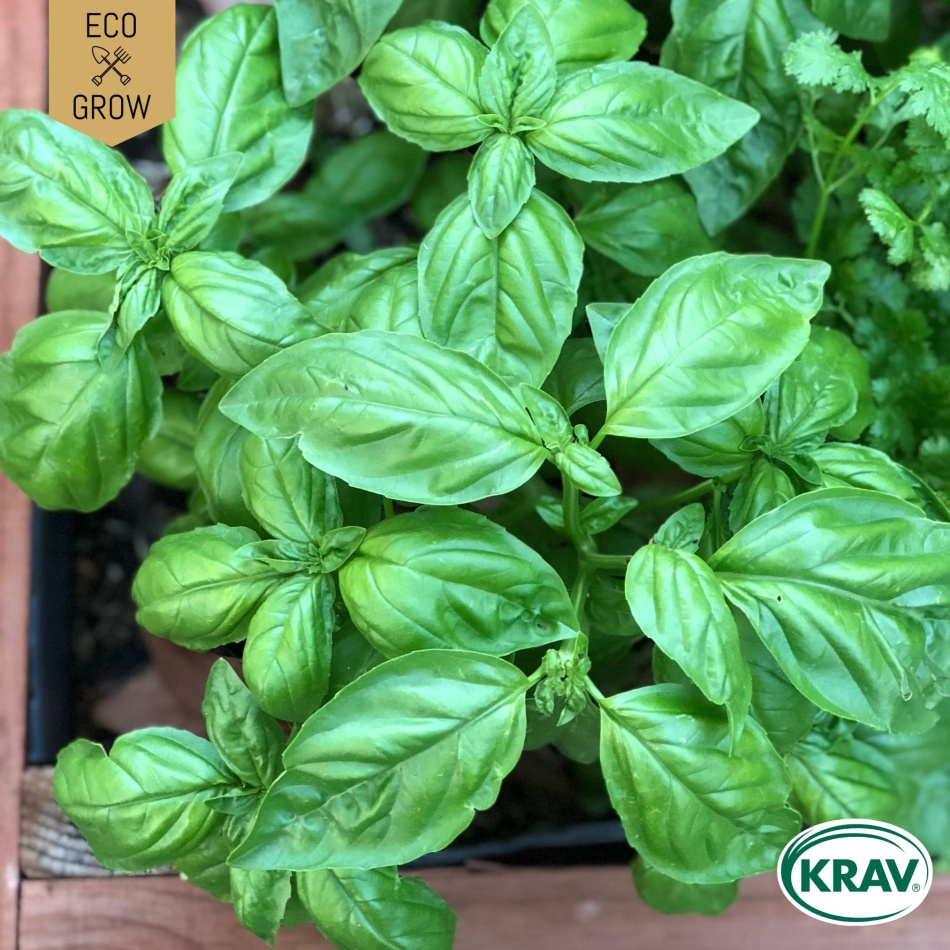 Basilika - Italiano Classico