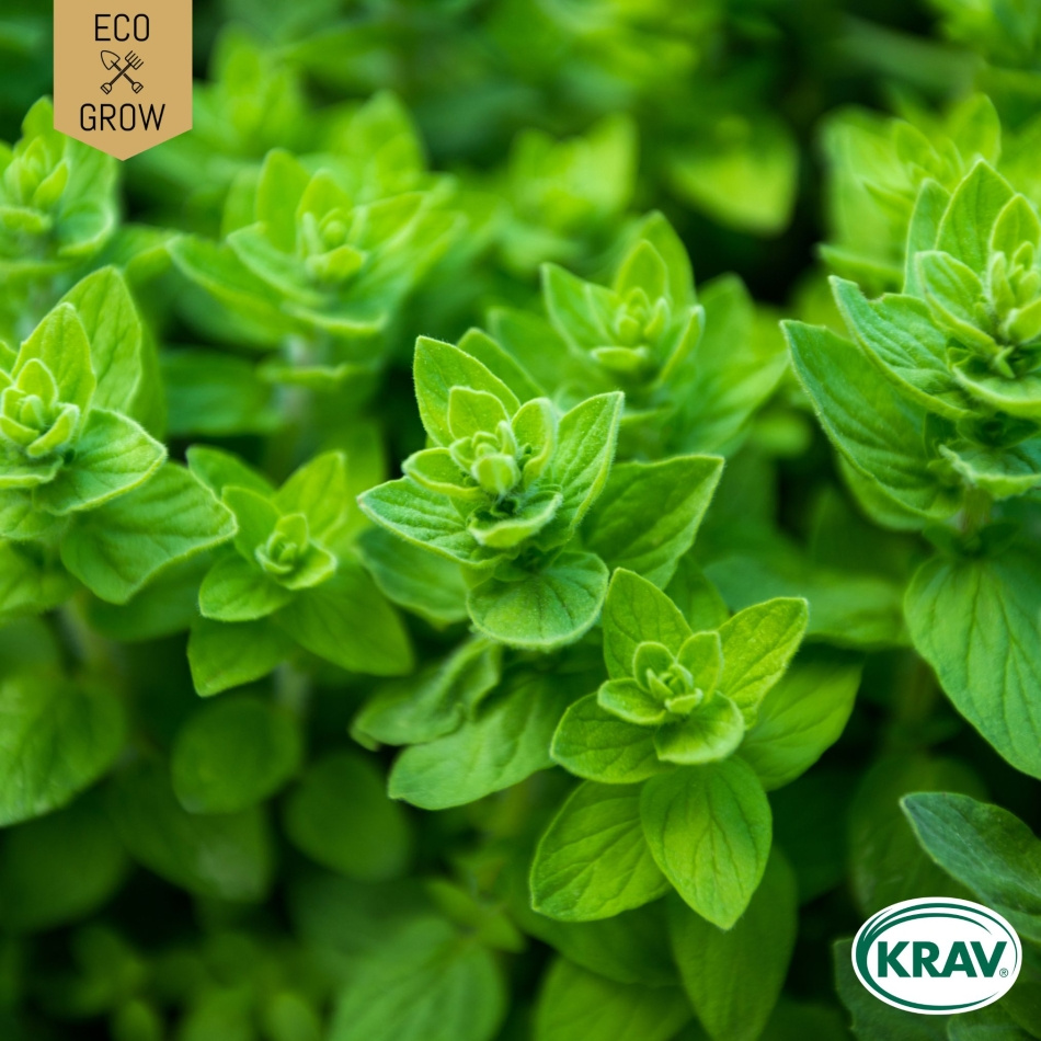 Oregano - Greek