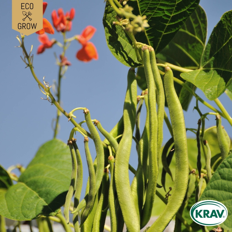 Rosenböna - Scarlet Emperor