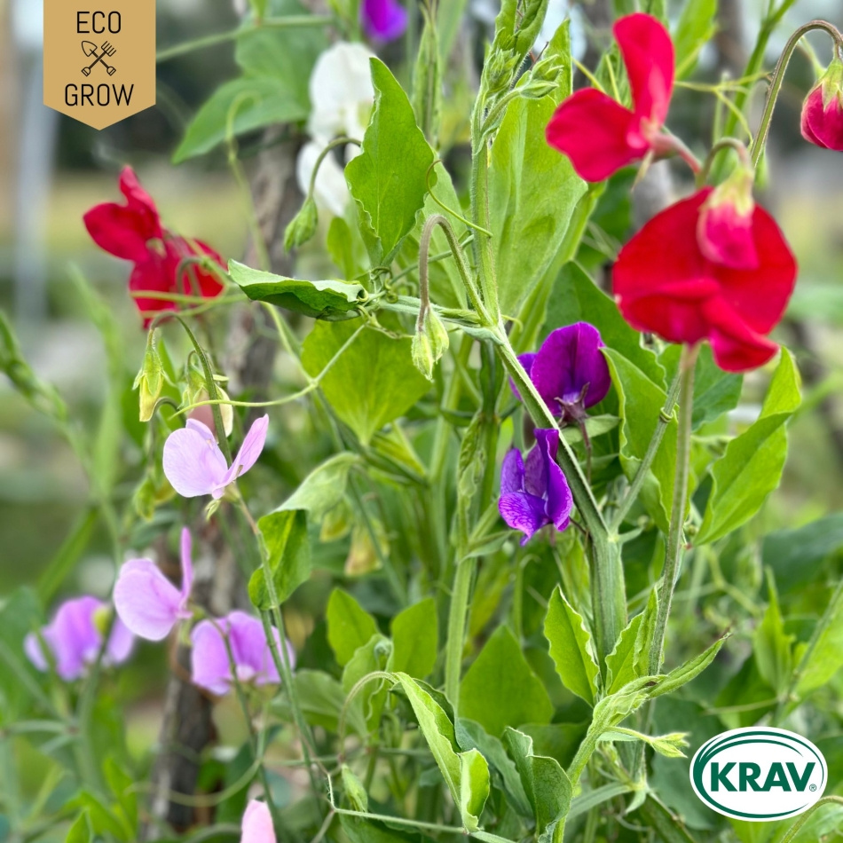 Luktärt - Spencer Mix