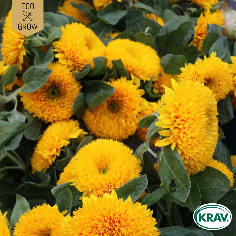 Solros - Tall Sungold