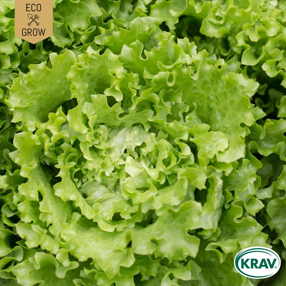 Bataviasallat - Blonde de Paris