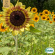 Solros - Sunset Mix Solros - Sunset Mix