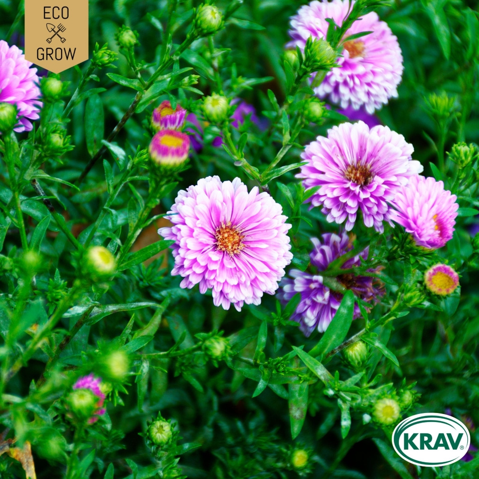 Sommaraster - Double Rainbow Mix