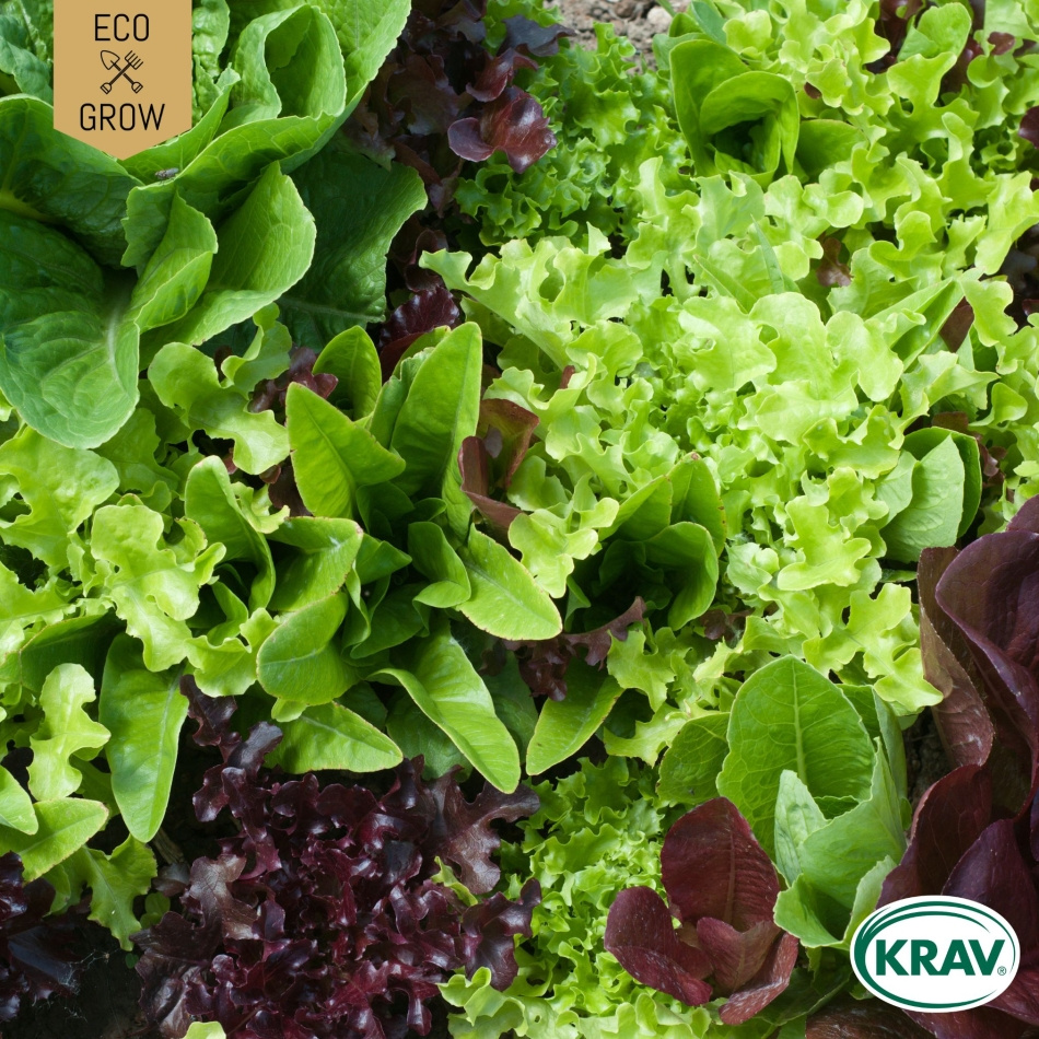 Sallat Mix - Mesclun Mix