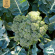 Broccoli - Calabrese Natalino Broccoli - Calabrese Natalino
