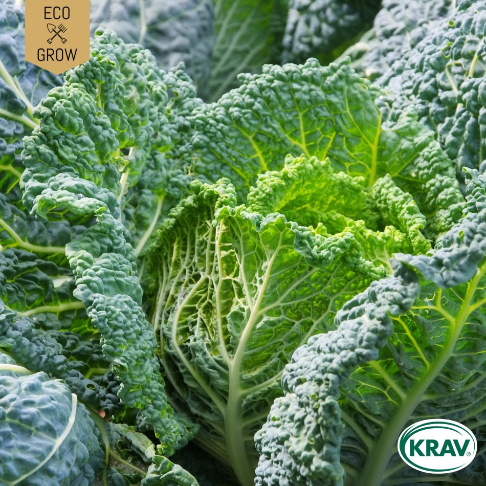 Savoykål - Vertus 2