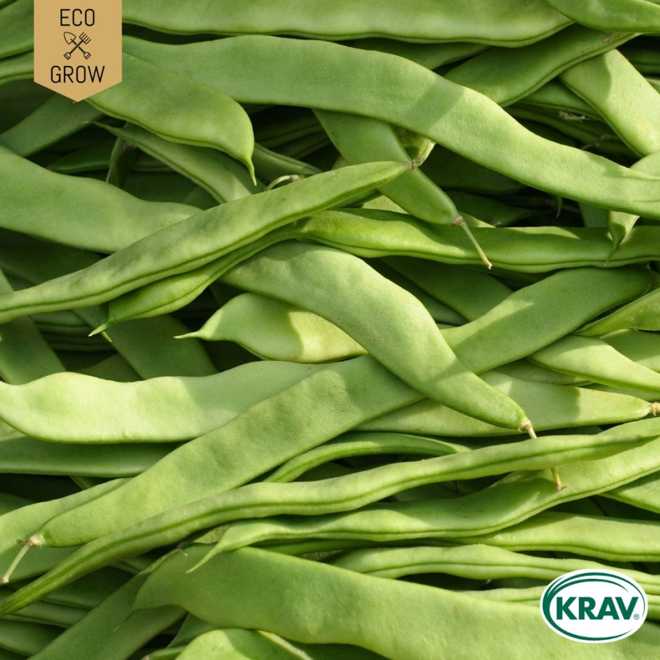 Störskärböna - Helda