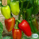 Paprika - Albaregia Paprika - Albaregia