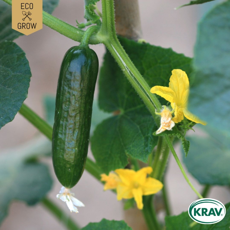 Snackgurka - La Diva