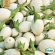 Aubergine - Blanche Ronde à Oeuf Aubergine - Blanche Ronde à Oeuf