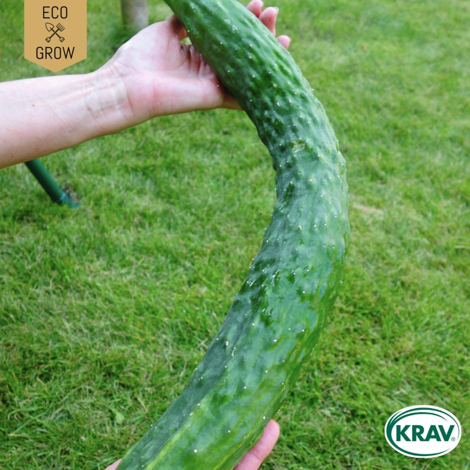 Slanggurka - Sooyow Nishiki