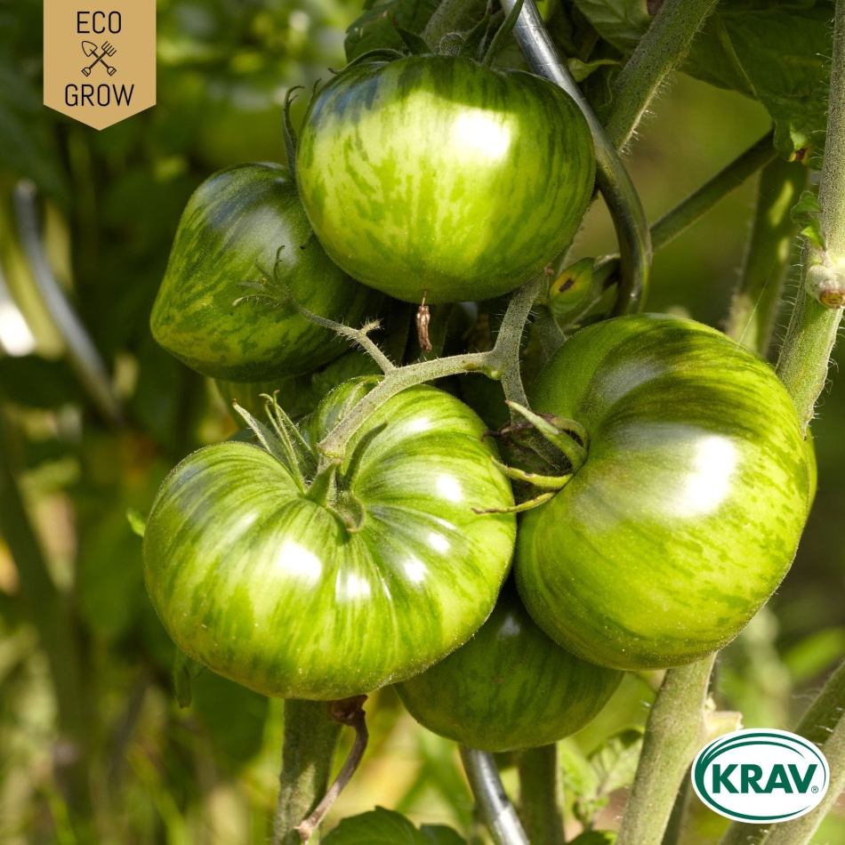 Salladstomat - Green Zebra