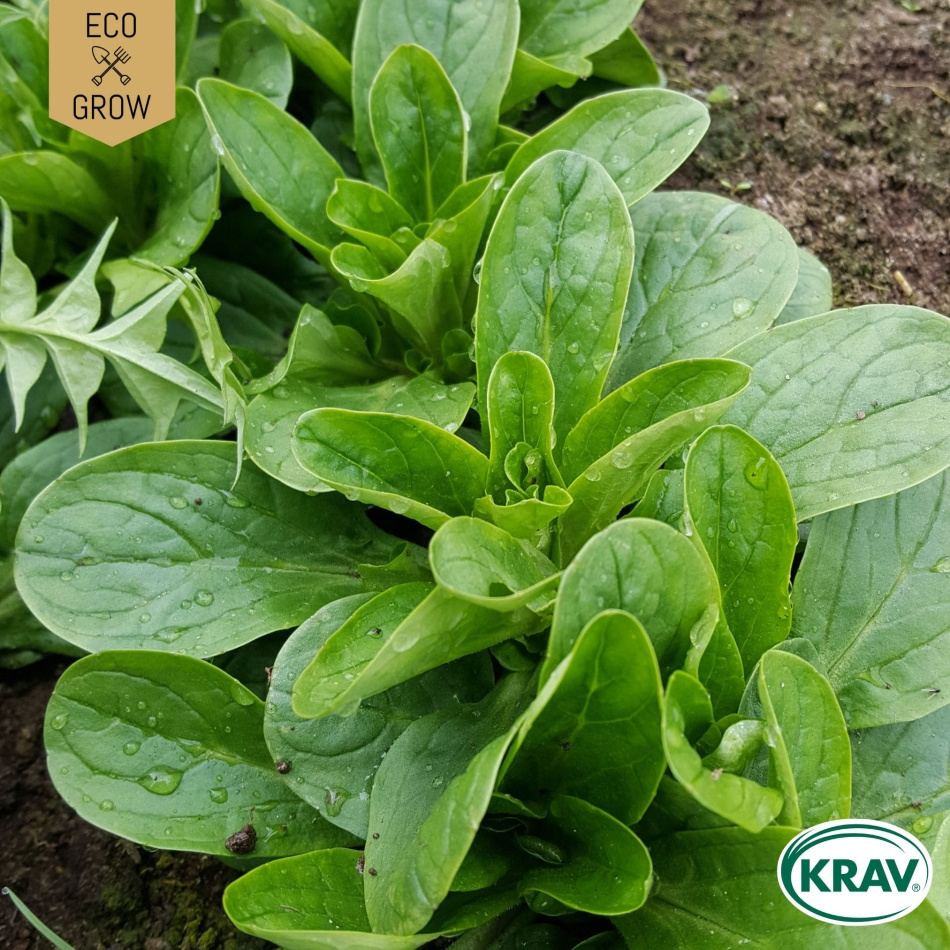 Vintersallat - Grote Noordhollandse