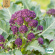 Vinterbroccoli - Purple Sprouting Vinterbroccoli Purple Sprouting, Ekologiska Fröer