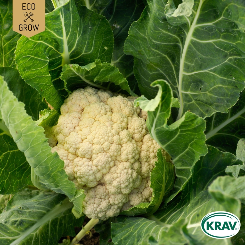 Blomkål - Bola de Neve