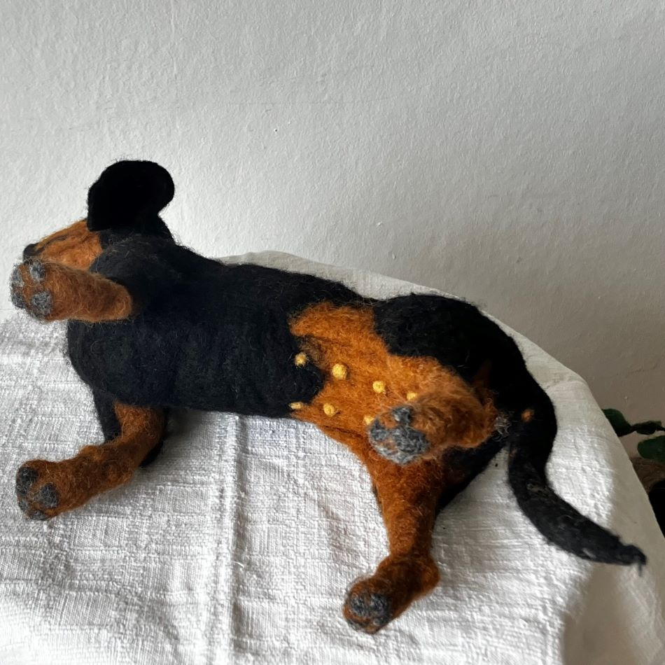 Korthårig tax i ull