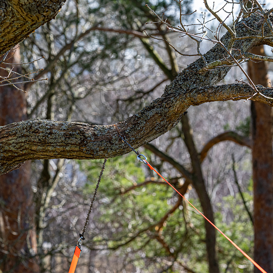 kastsåg används och är halvvägs igenom en gren